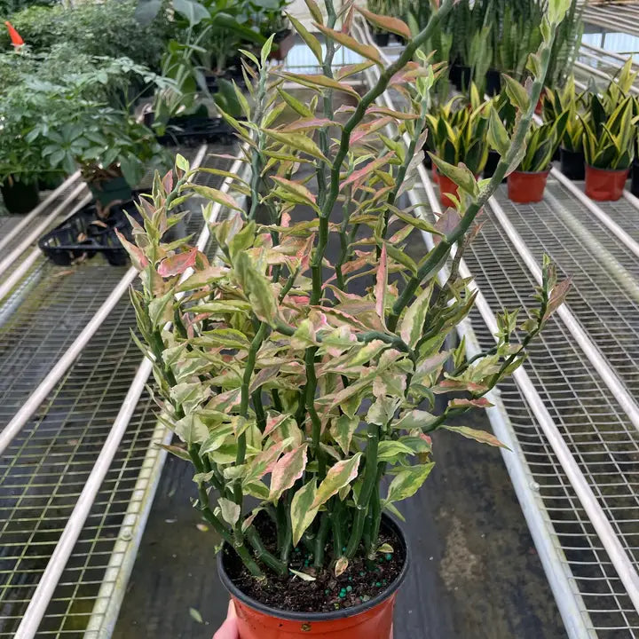 Euphorbia 'Variegated Devil's Backbone'