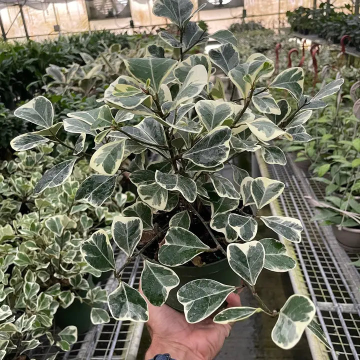 Ficus 'Triangularis' Variegated 6"