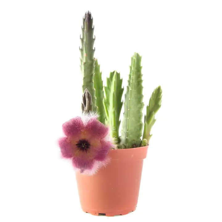 Stapelia Grandiflora "Starfish Flower Cactus"