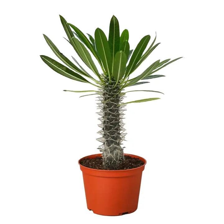 Paachypodium Lamerei 'Madagascar Palm'