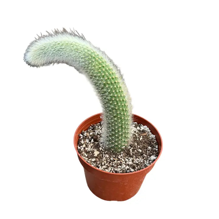 Cleistocactus Colademononis "Monkey Tail Cactus"