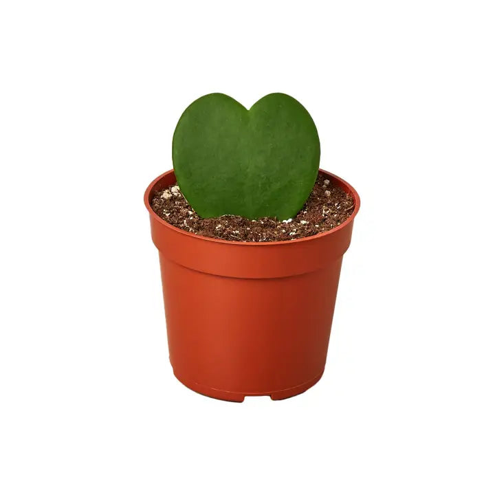 Hoya Kerrii 'Sweetheart'
