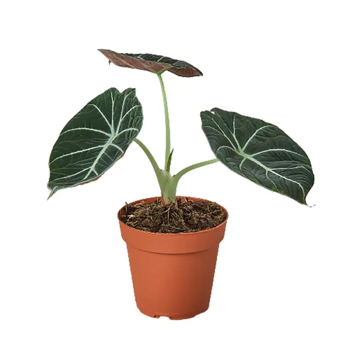 Alocasia 'Black Velvet'