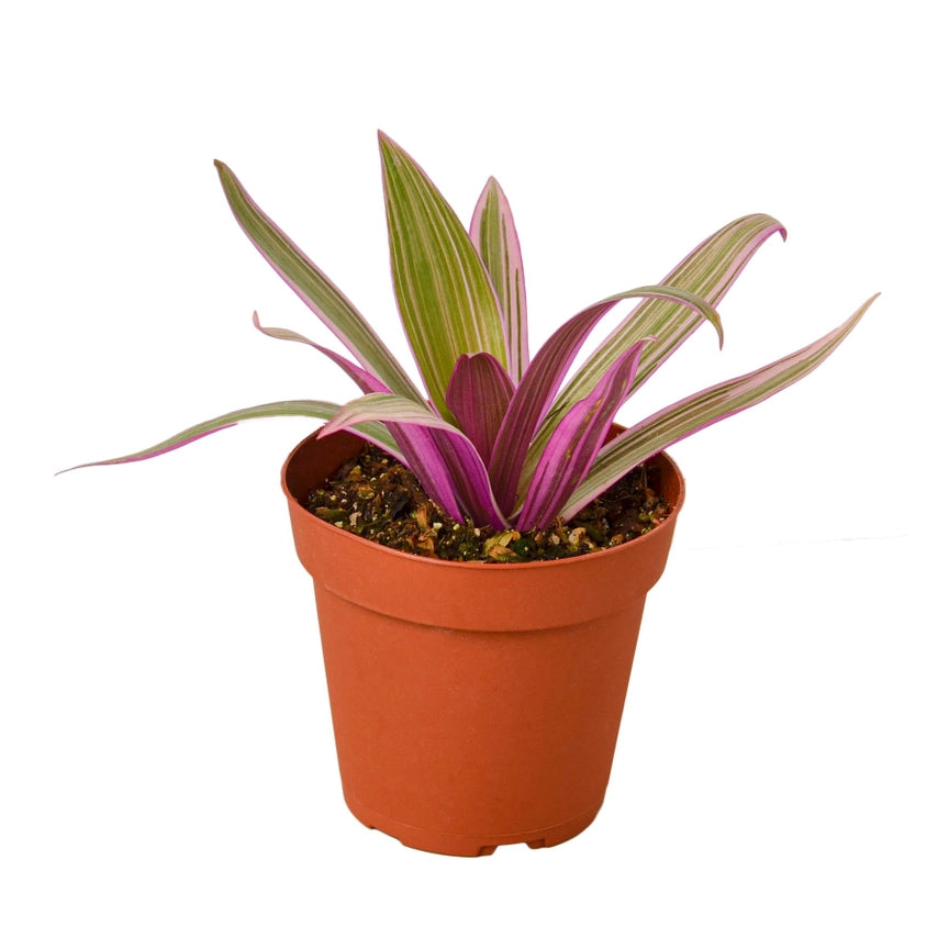 Tradescantia 'Moses in the Cradle'