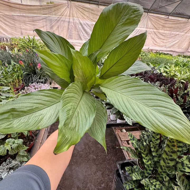Spathiphyllum 'Platinum Mist'