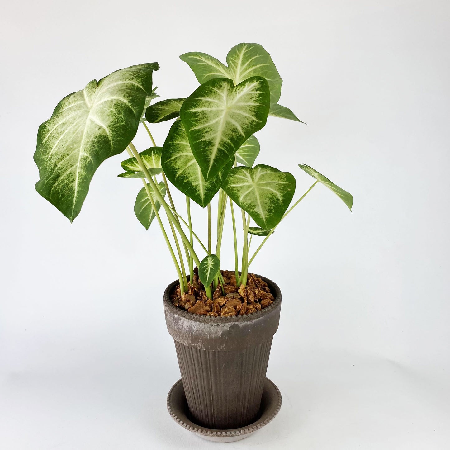 Caladium 'Waters Edge'