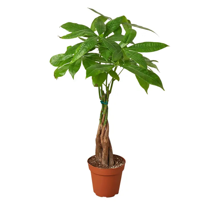 Pachira Braid "Money Tree"