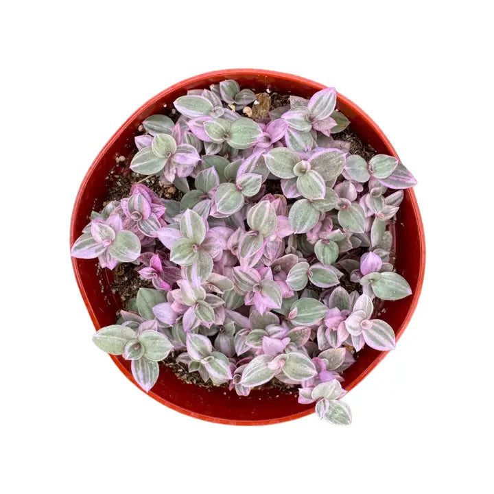 Callisia Repens "Creeping Inch Variegated"