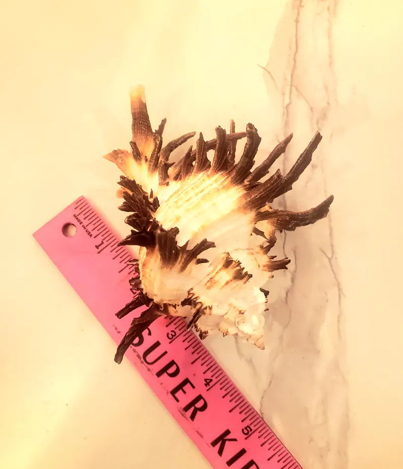 Endive Murex Seashells