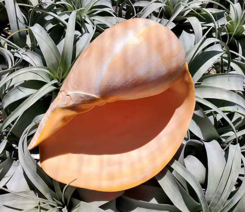 Melo Melo Sea Snail Shell