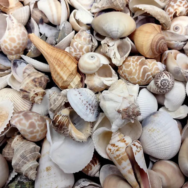 MIXED SMALL SEASHELLS