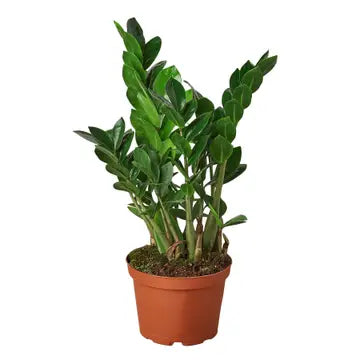 Zamioculcas Zamiifolia 6-inch