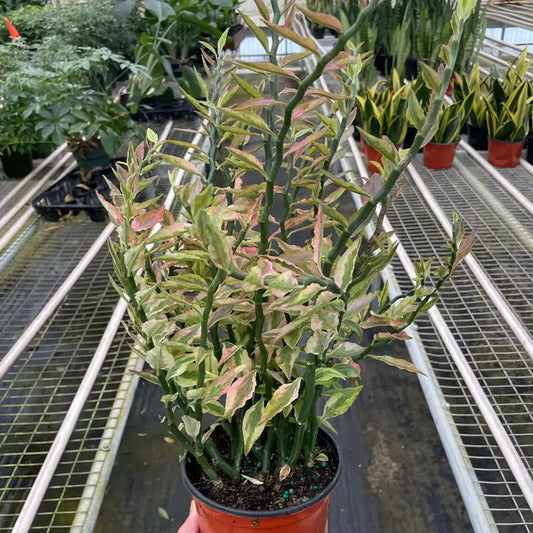 Euphorbia 'Variegated Devil's Backbone'