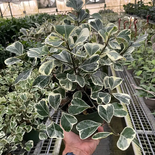 Ficus 'Triangularis' Variegated 6"