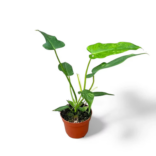 Philodendron 'Golden Dragon' 6"