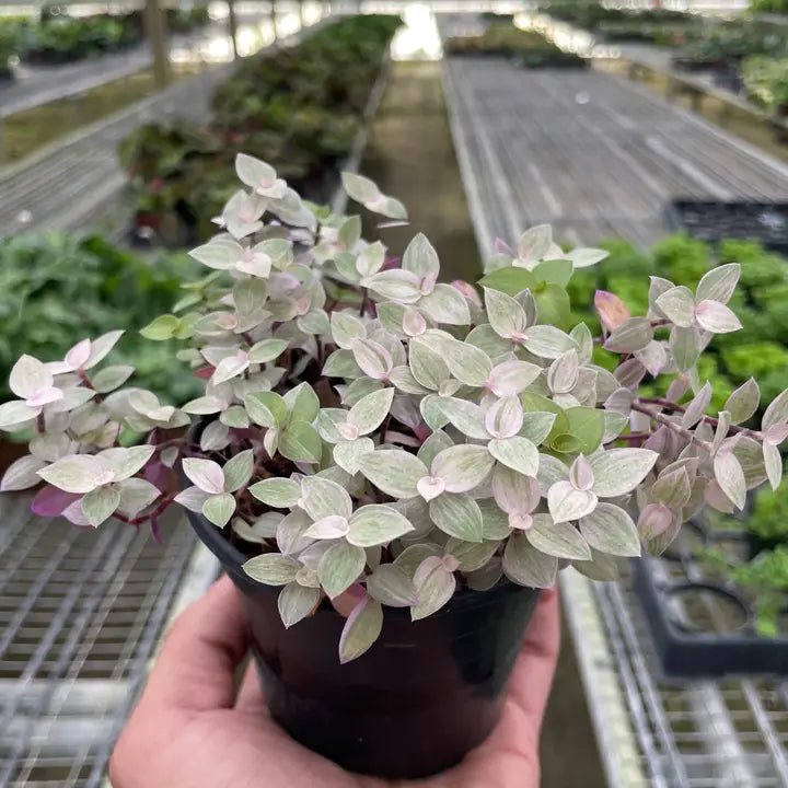 Tradescantia Callisa 'Pink Panther' 4"