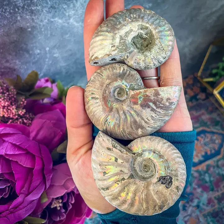 Rainbow Ammonite Fossil, Iridescent