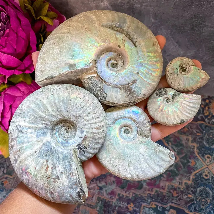 Rainbow Ammonite Fossil, Iridescent