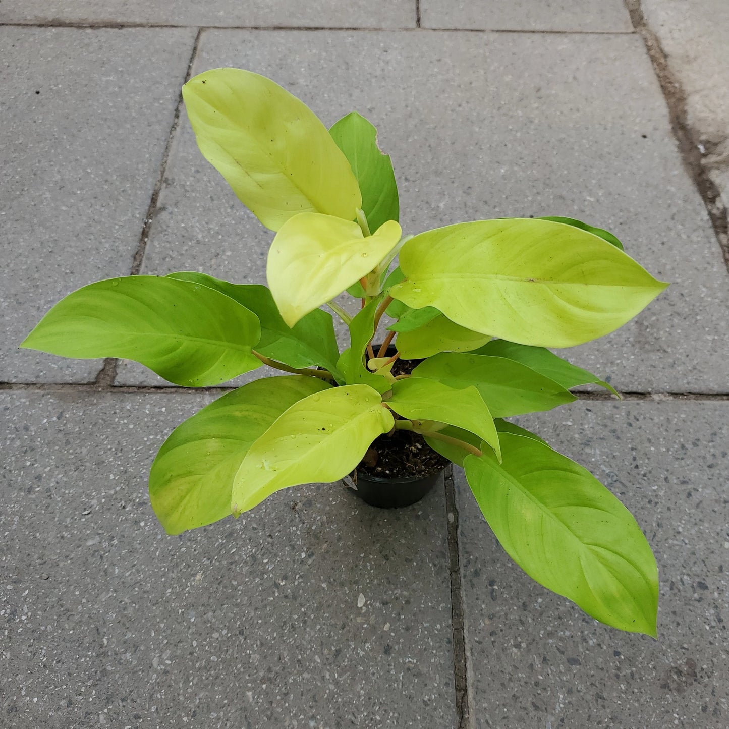 Philodendron Golden Goddess - 4" Pot