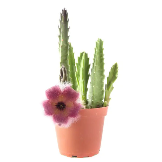 Stapelia Grandiflora "Starfish Flower Cactus"