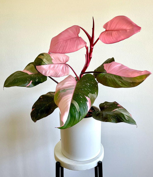 Philodendron 'Pink Princess'