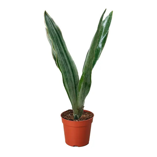 Snake 'Sayuri'