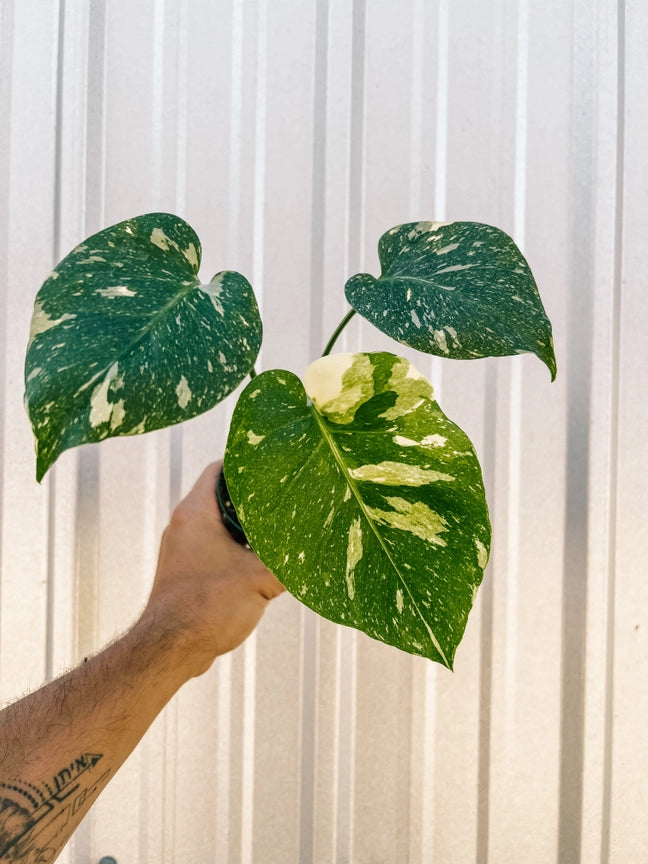 Monstera 'Thai Constellation'