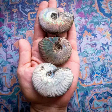Rainbow Ammonite Fossil, Iridescent