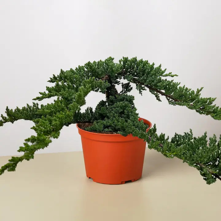 Bonsai 'Juniper'