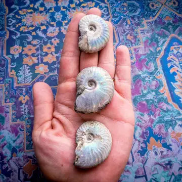 Rainbow Ammonite Fossil, Iridescent