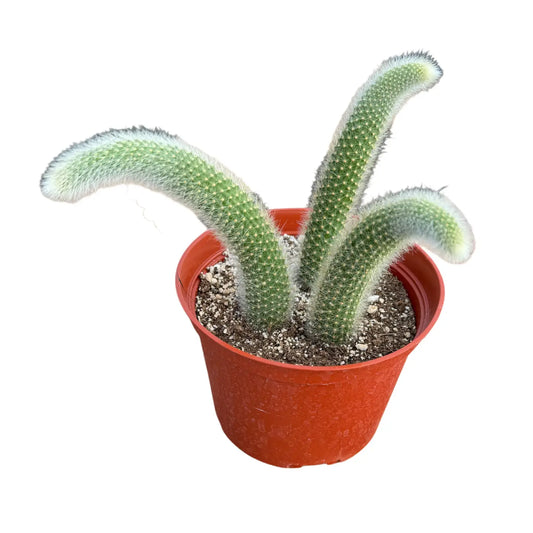 Cleistocactus Colademononis "Monkey Tail Cactus"