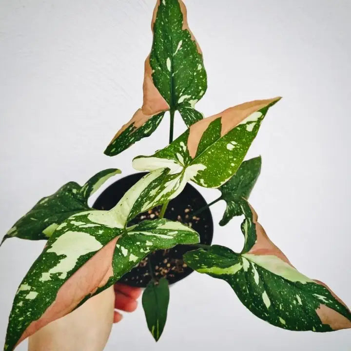 Syngonium 'Tricolor'