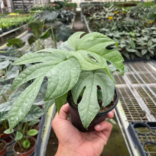 Amydrium 'Silver'