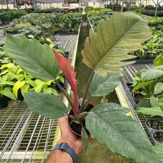 Philodendron 'Choco Empress'