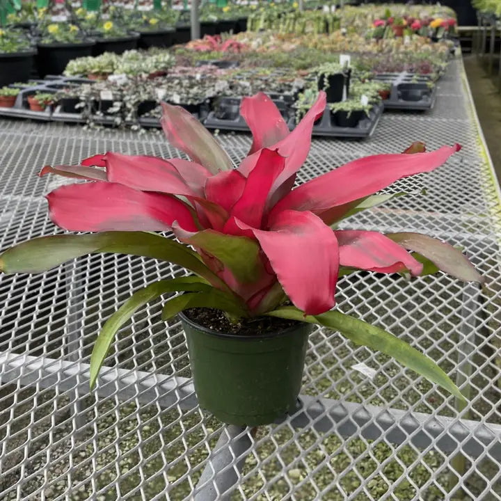 Potted Bromeliad 'Neoregelia Neos'