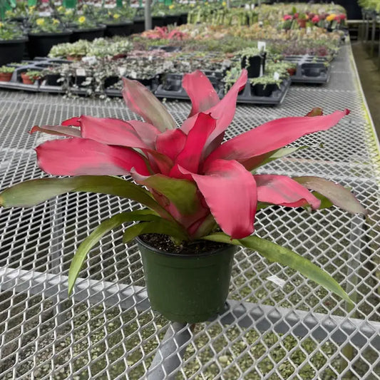 Potted Bromeliad 'Neoregelia Neos'