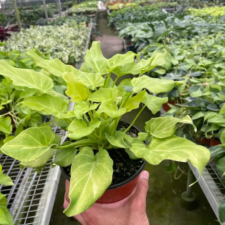 Philodendron 'Xanadu' Variegated