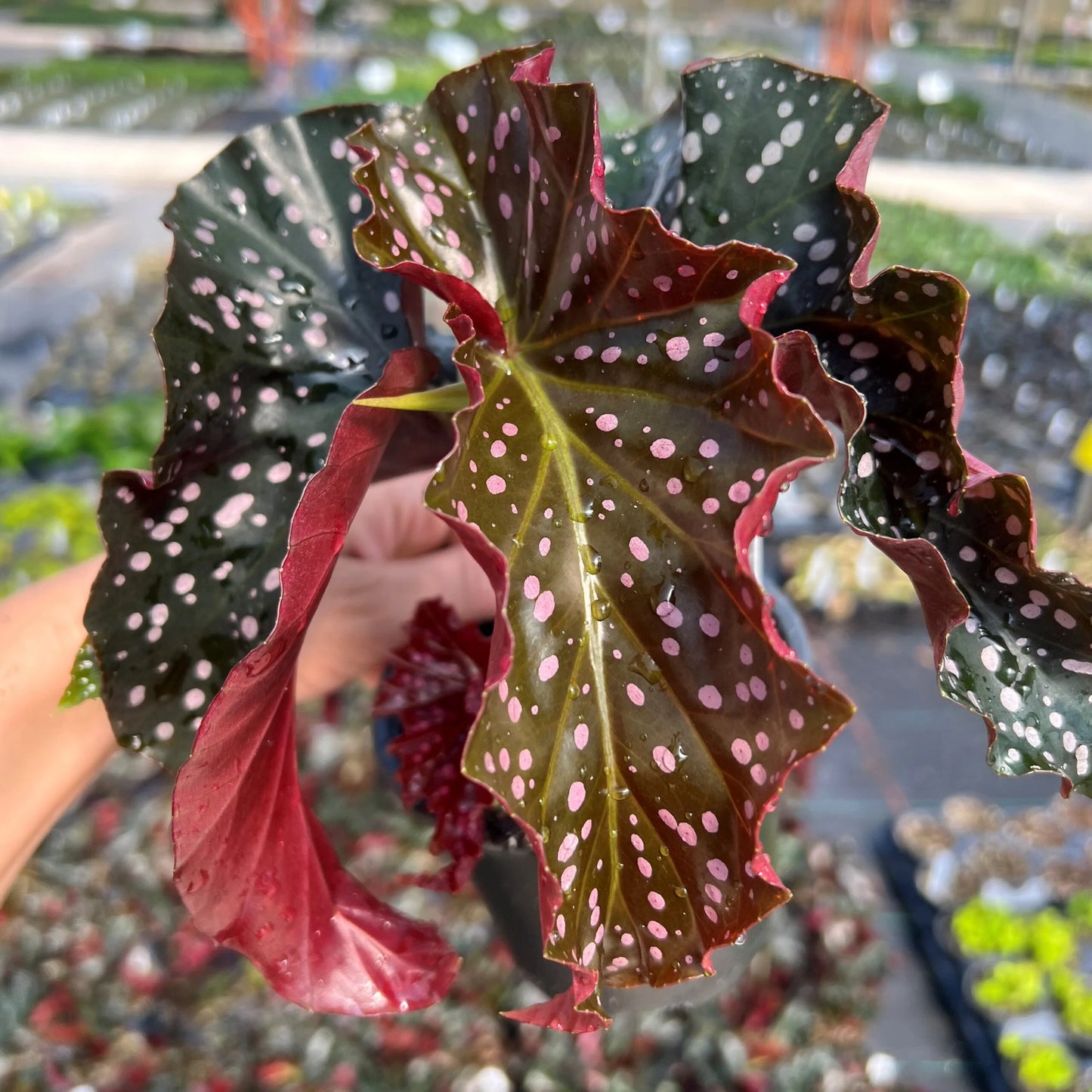 Begonia 'Cracklin Rosie'