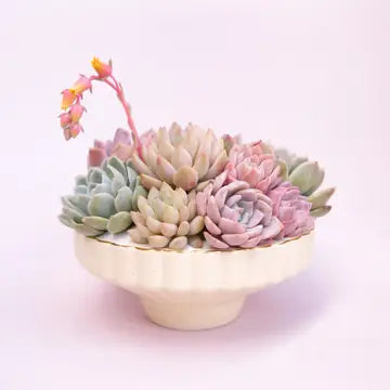 Delphine Low Bowl