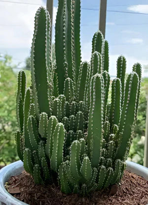 Fairy Castle Cactus