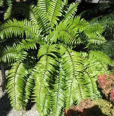 Fern Macho