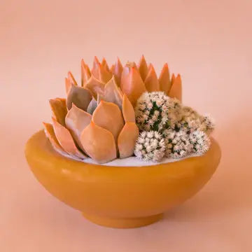 JUNGLE CLUB - Birdie Bowls 8.25"