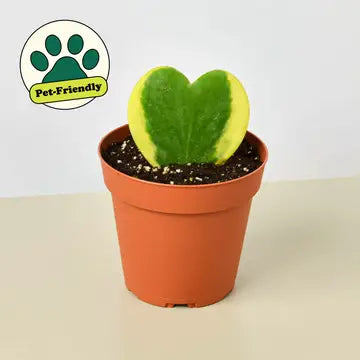Hoya Heart Variegated