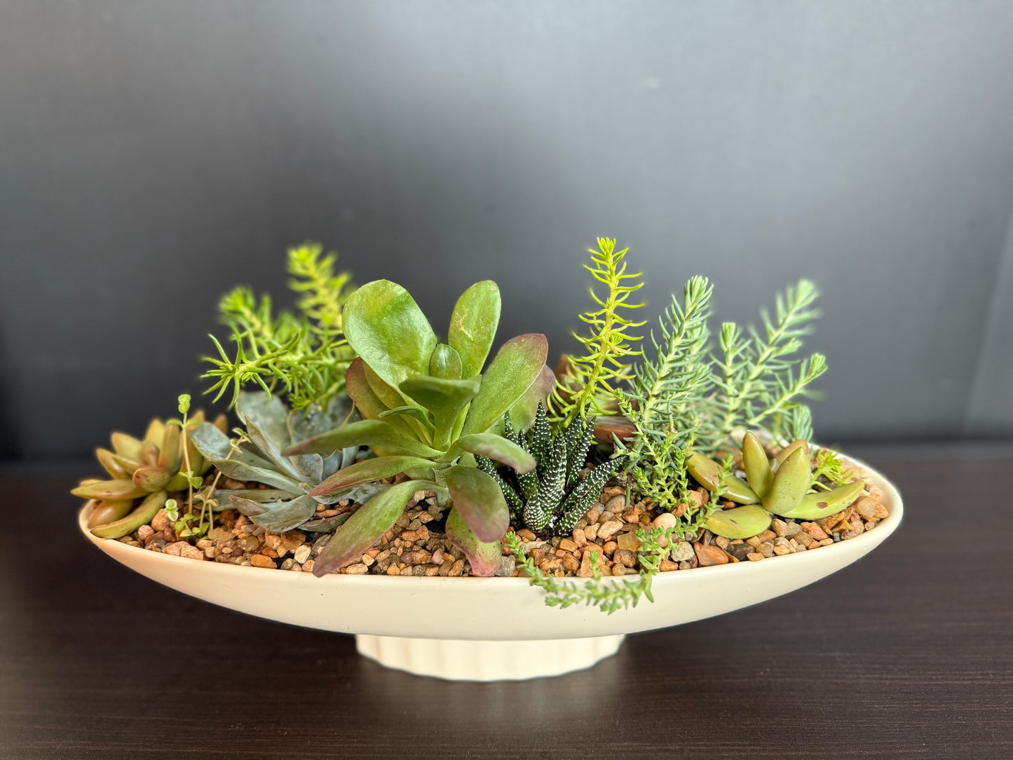Succulent Dish Garden