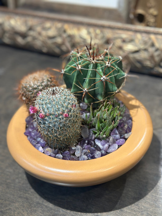 Assorted Cactus Garden