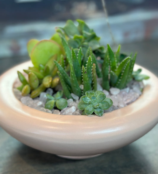 Succulent Dish Garden