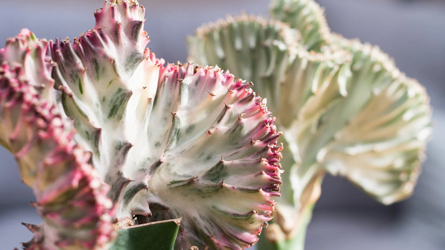 Euphorbia Lactea 'Mermaid Tail'