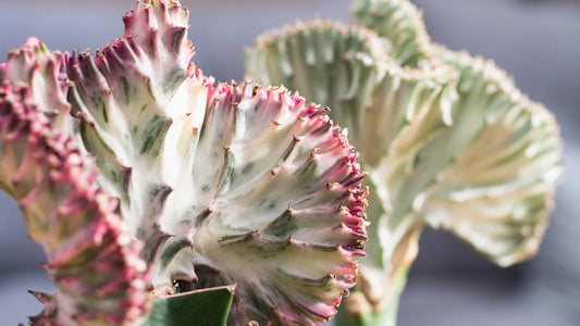 Euphorbia Lactea 'Mermaid Tail'