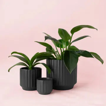Monroe Planter | Palm | Black | Sunset