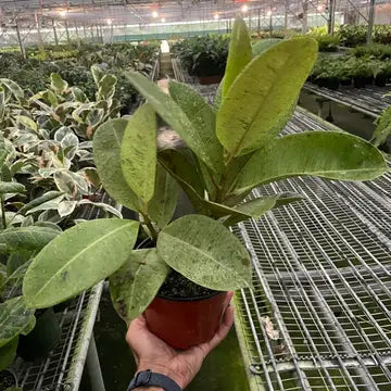 Ficus ‘Shivereana’ Moonshine